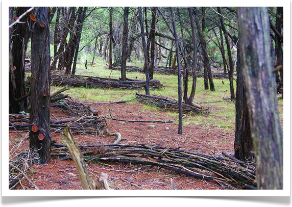 Austin Texas Oak Hill Landscaping